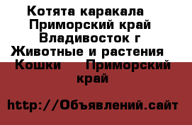 Котята каракала. - Приморский край, Владивосток г. Животные и растения » Кошки   . Приморский край